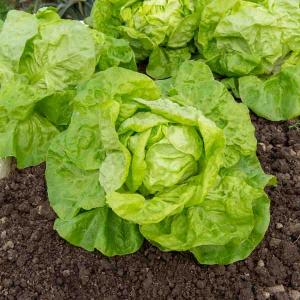 Laitue Pommée Grosse Blonde Paresseuse